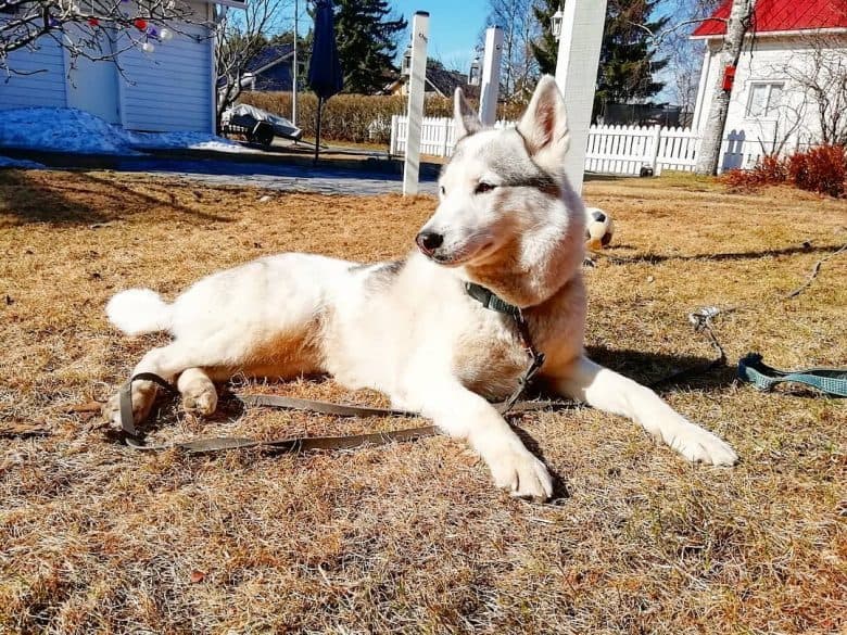 White Alaskan Husky lying in the sunshine in the backyard