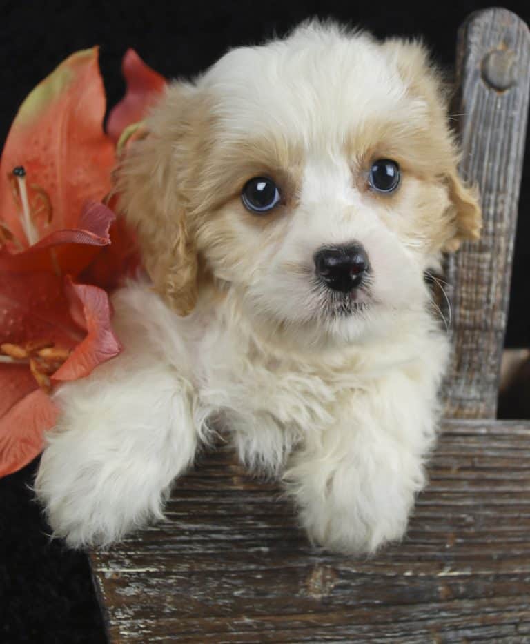 Cavachon All You Need to Know About Cavalier Bichon Mix K9 