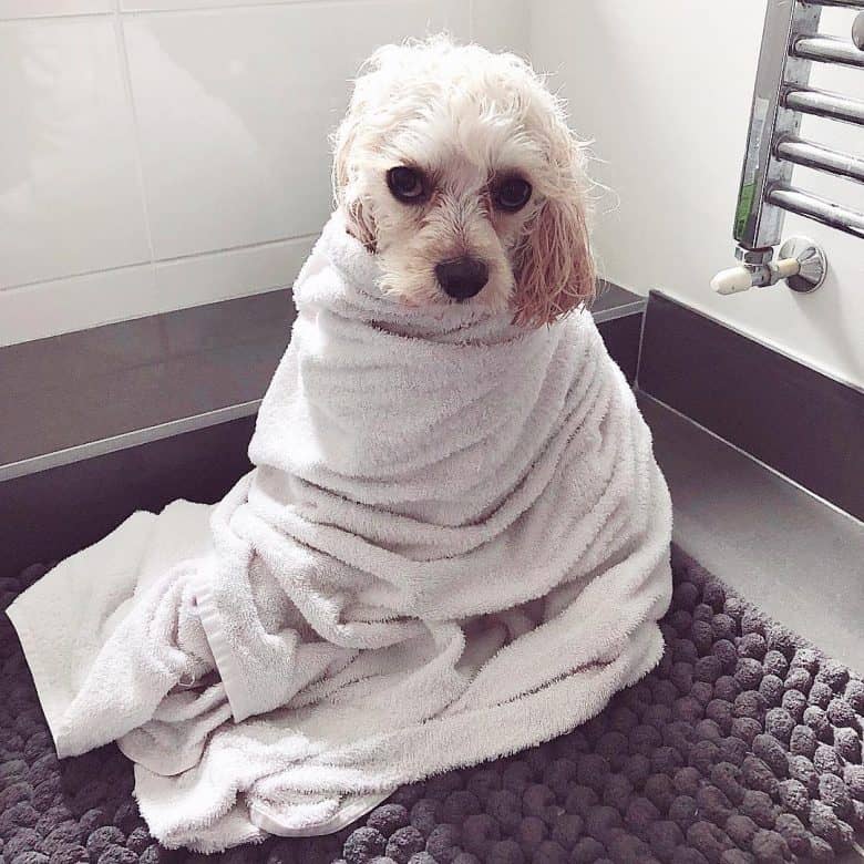Cavalier-Bichon Frise cross wrapped in a towel on the floor