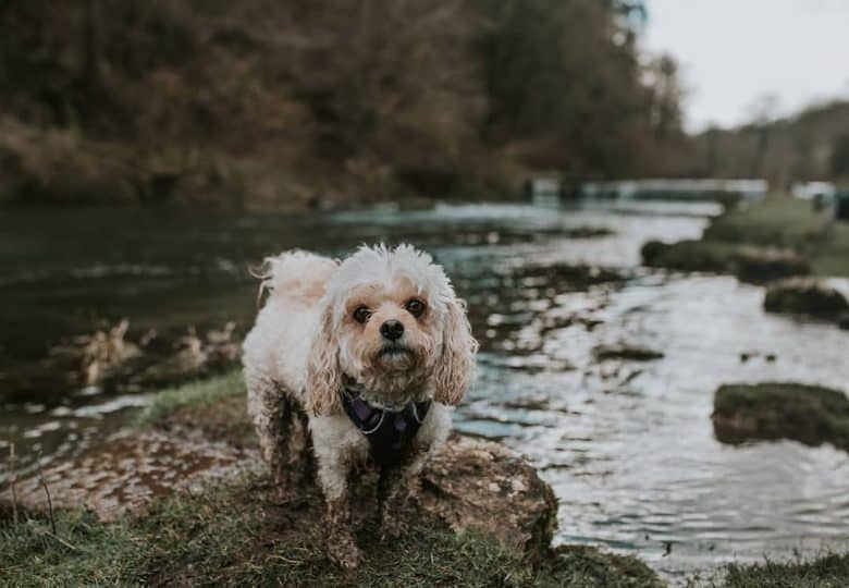 cavachon muddy from the outdoors