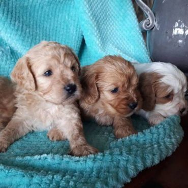 cavachon puppies with different looks