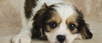 Brown and white Cavachon puppy