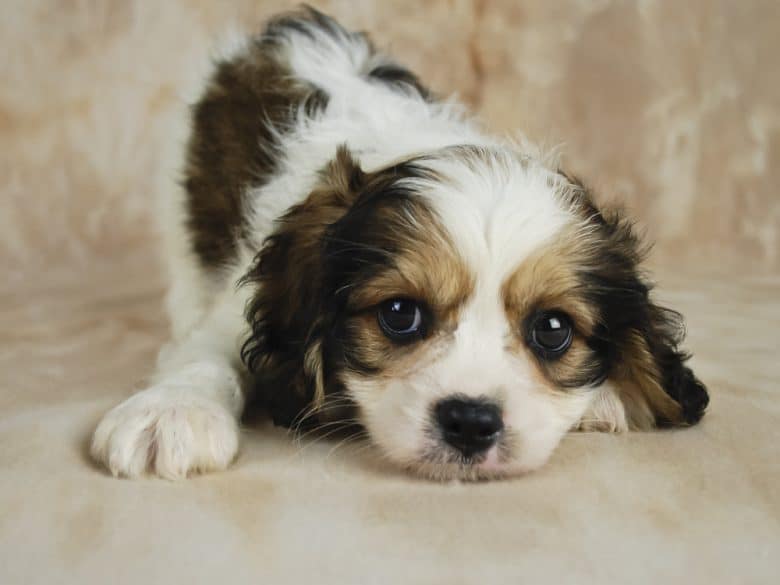 Brown and white Cavachon puppy with its head on the floor
