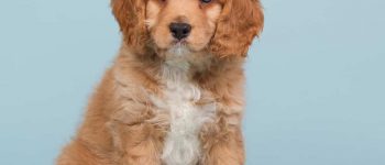 cavapoo with blue background