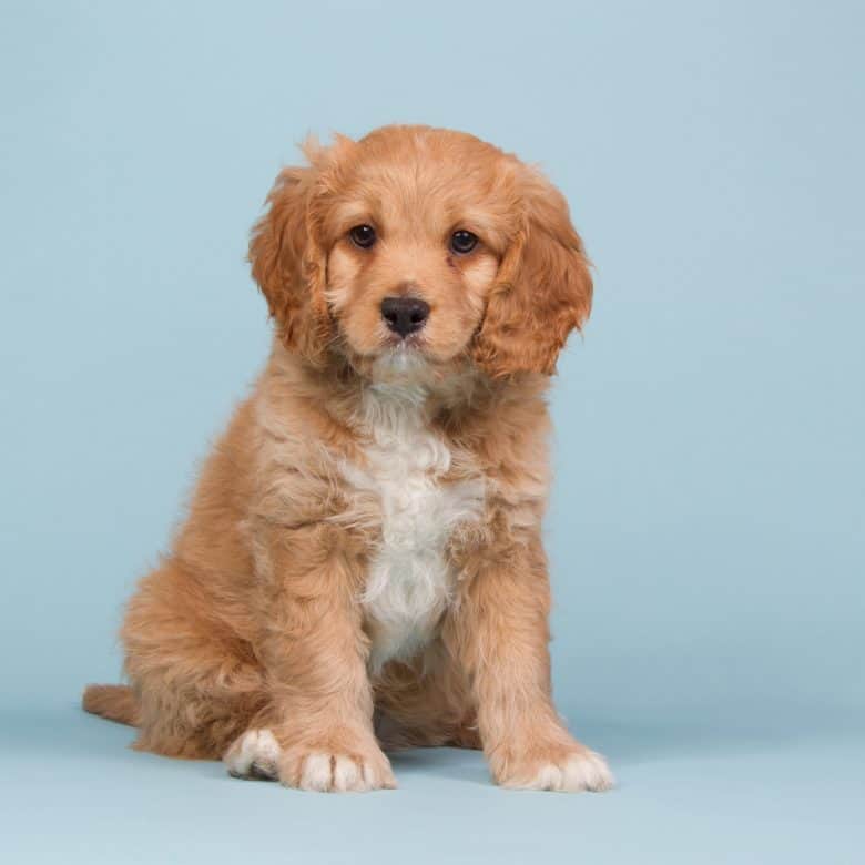 cavapoo with blue background