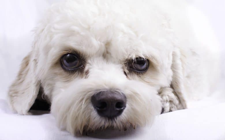portrait of a white cavapoo