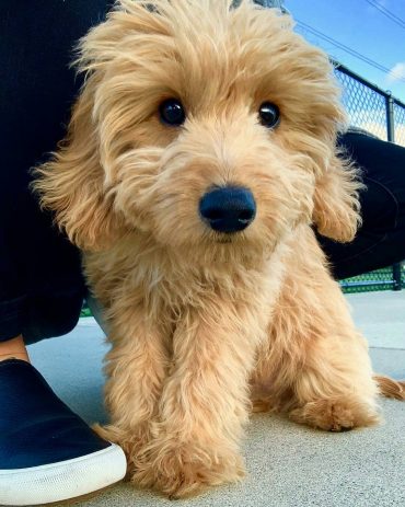 Cavapoo with a long coat standing outdoors