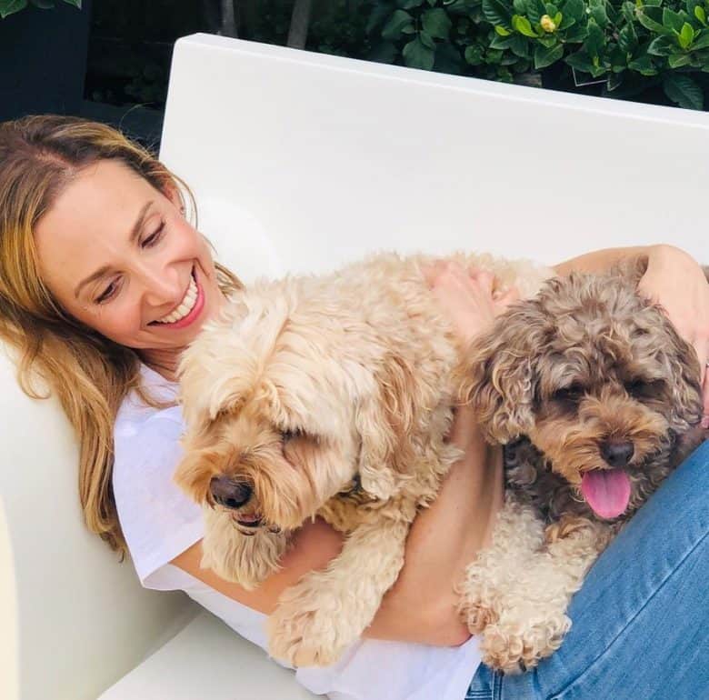 Lisa Chimes' two cavapoos Lucas and Nelson