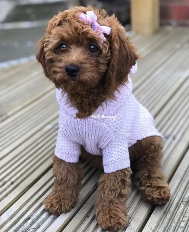 toy cavapoo size