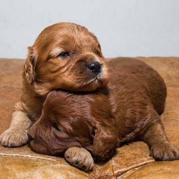 Two brown Cavapoo puppies lying beside each other