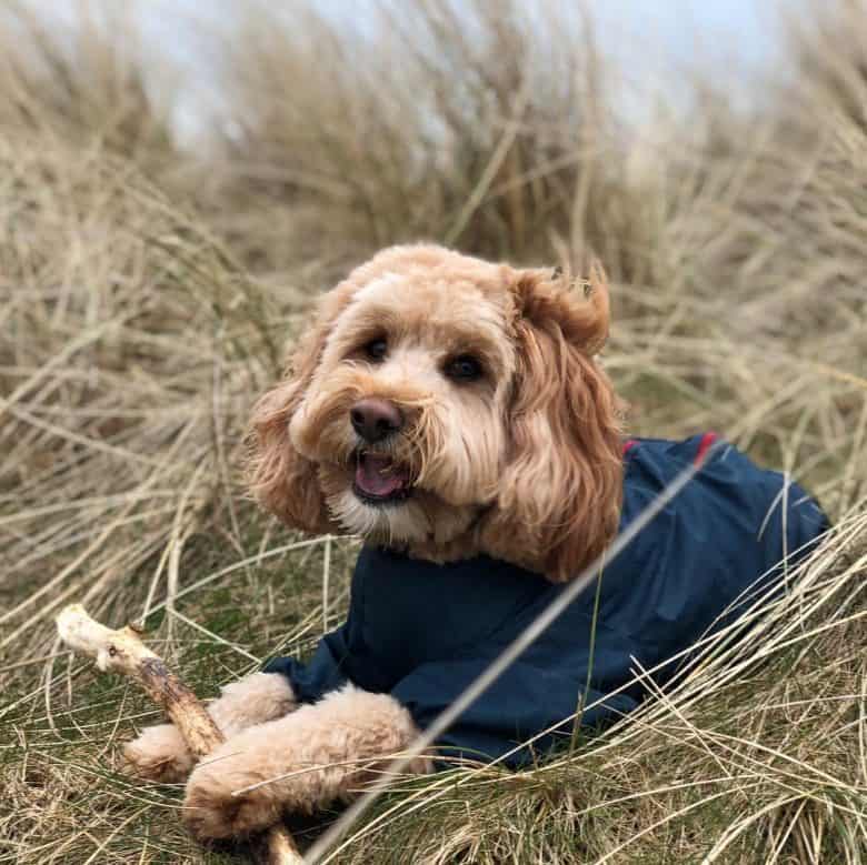 smith the cavapoo wearing an outfit outdoors