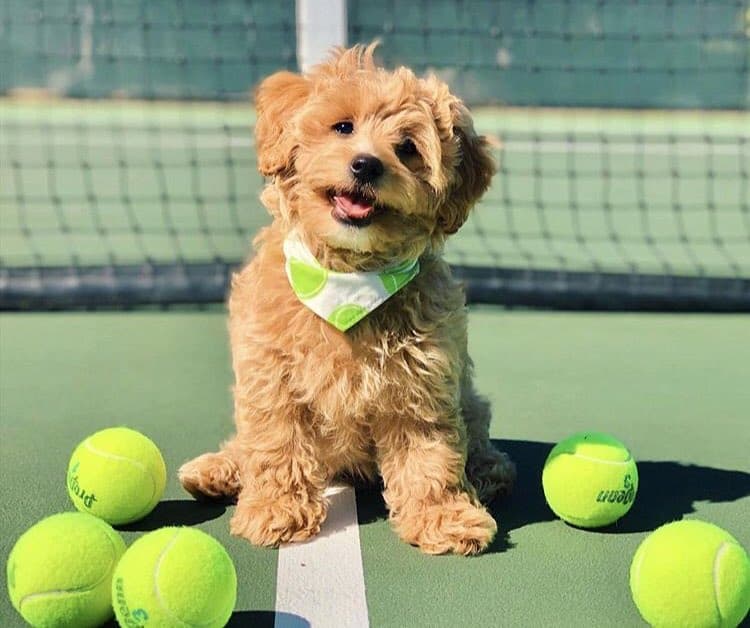 Happy Cavapoo standing on a tennis court with tennis balls