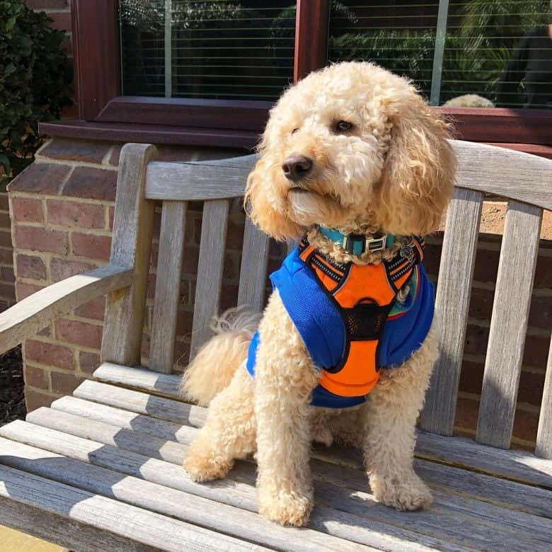 cavapoochon on a bench with an outfit