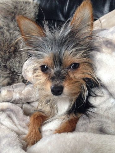 Long-haired Chorkie lying in bed