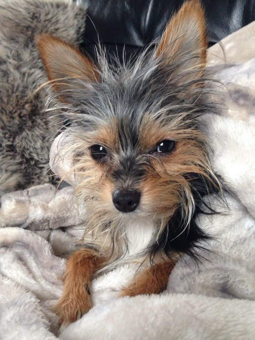 Chihuahua Yorkie Mix Guide to Owning a Chorkie Dog K9 Web