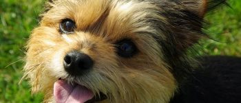 chihuahua yorkie mix outdoors