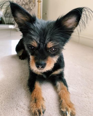 chihuahua yorkie mix with a new haircut