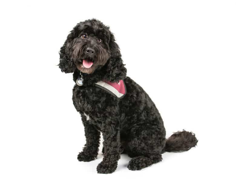 black cockapoo with white background