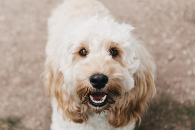 white cockapoo