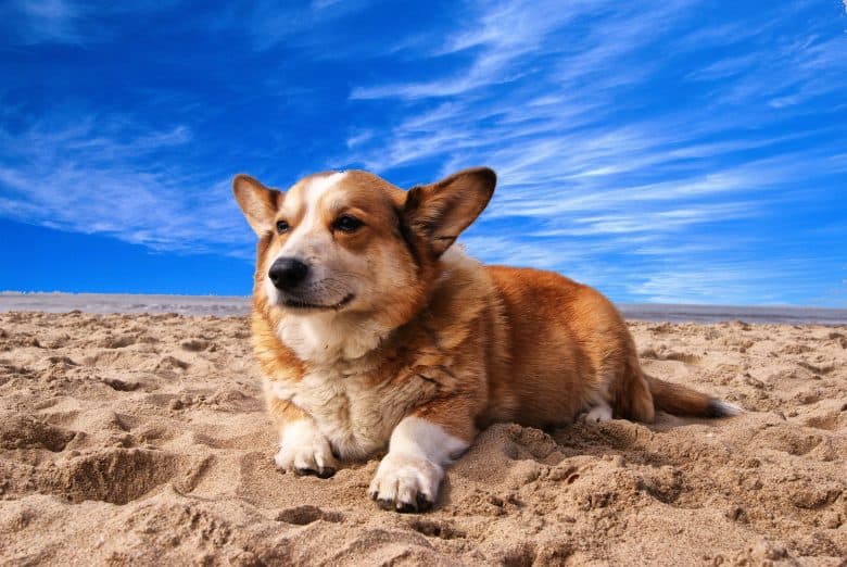 corgi lying on the sand 