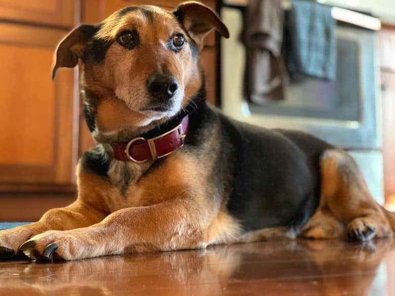 Corgi German Shepherd Mix with floppy ears lying on the floor