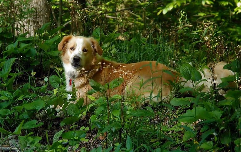 are english shepherds aggressive dogs