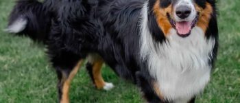 english shepherd farm dog