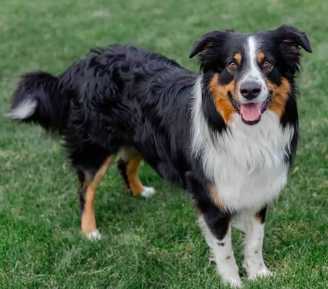 australian shepherd compared to border collie