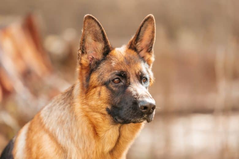 A close-up portrait of a German Shepherd