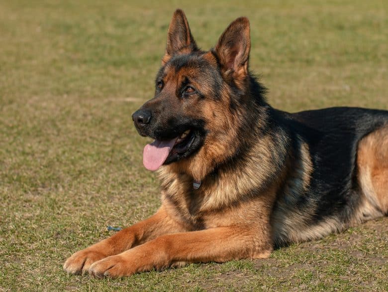 adorable german shepherd lying on the grass