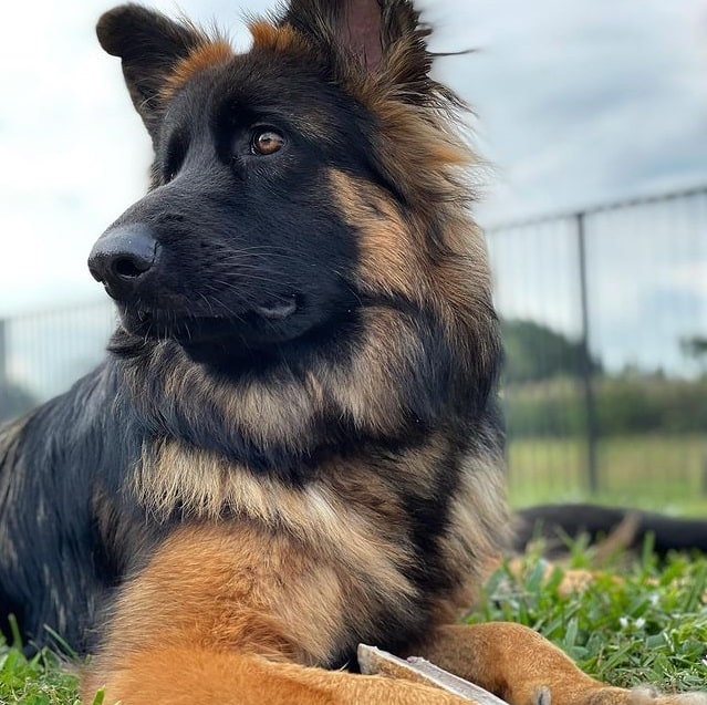 A German Shepherd resting on the grass