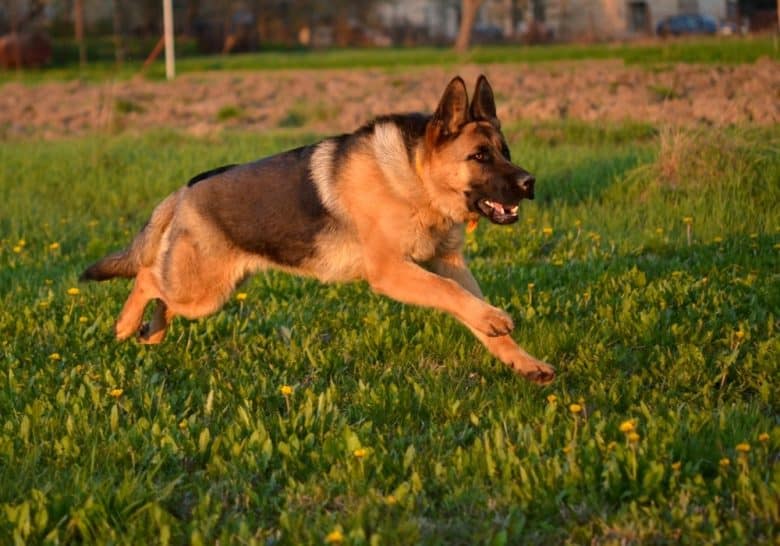 A German Shepherd running on the grass