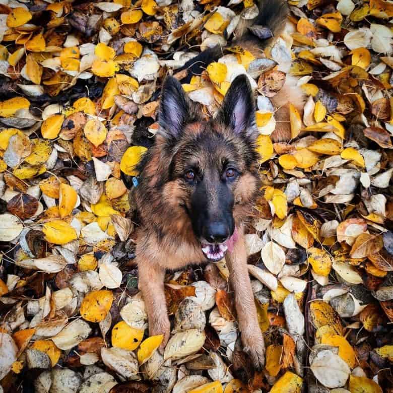 A German Shepherd looking up and smiling