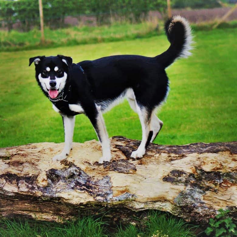 Goberian standing on a fallen tree