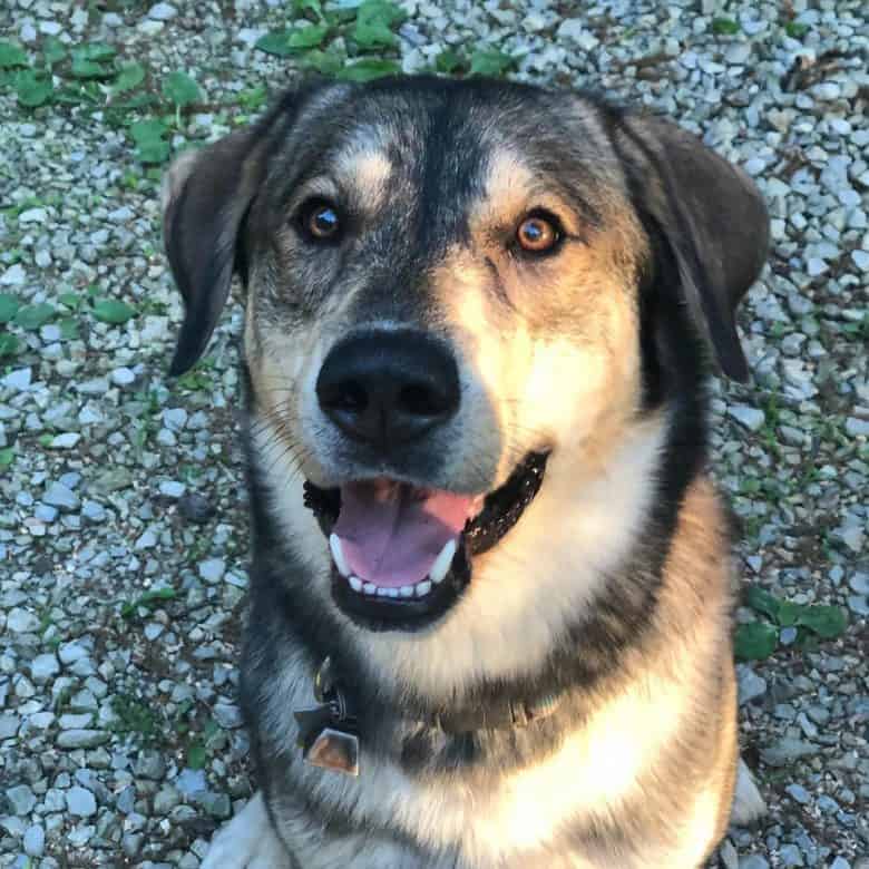 golden retriever husky mix for adoption