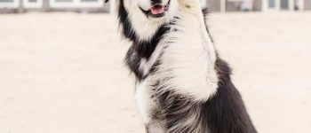 golden retriever and husky mix good looks
