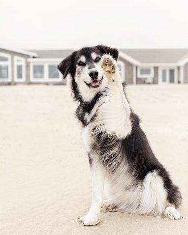 Golden Retriever and Husky mix standing with one paw raised