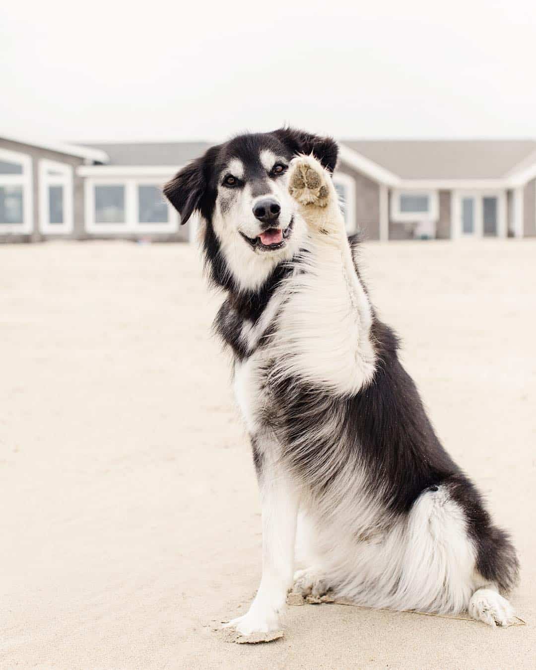 alaskan husky and golden retriever mix