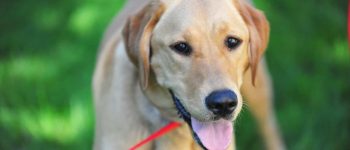 goldador outdoors with tongue out