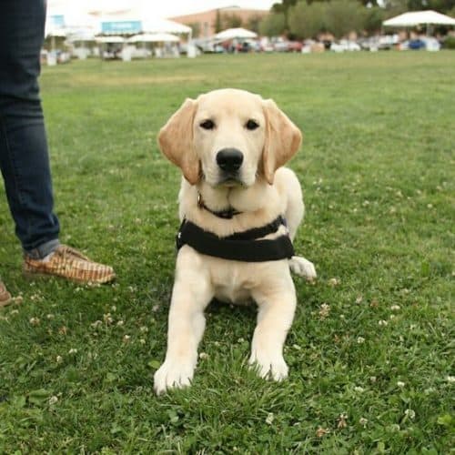 Goldador The Amazing Retriever Combo K9 