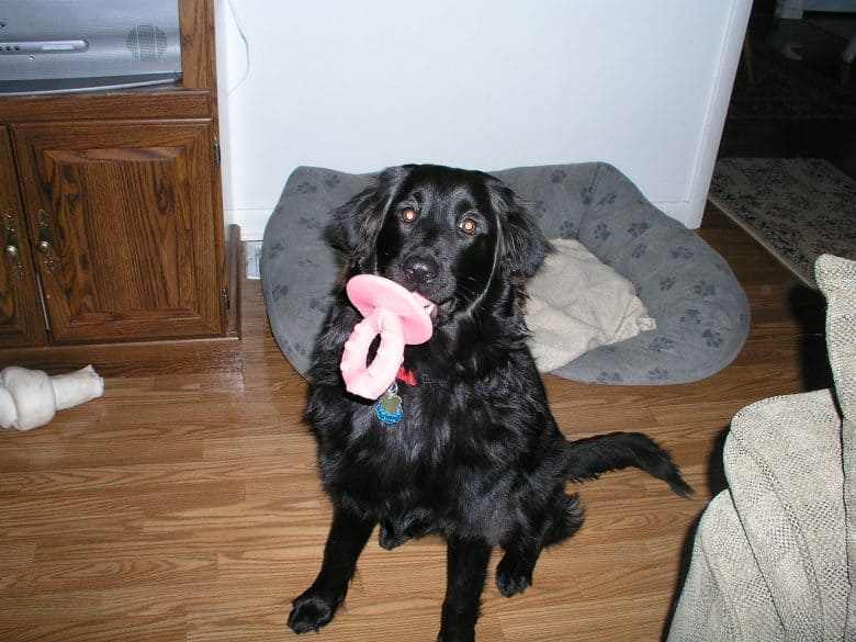 Black Goldador with a toy in its mouth