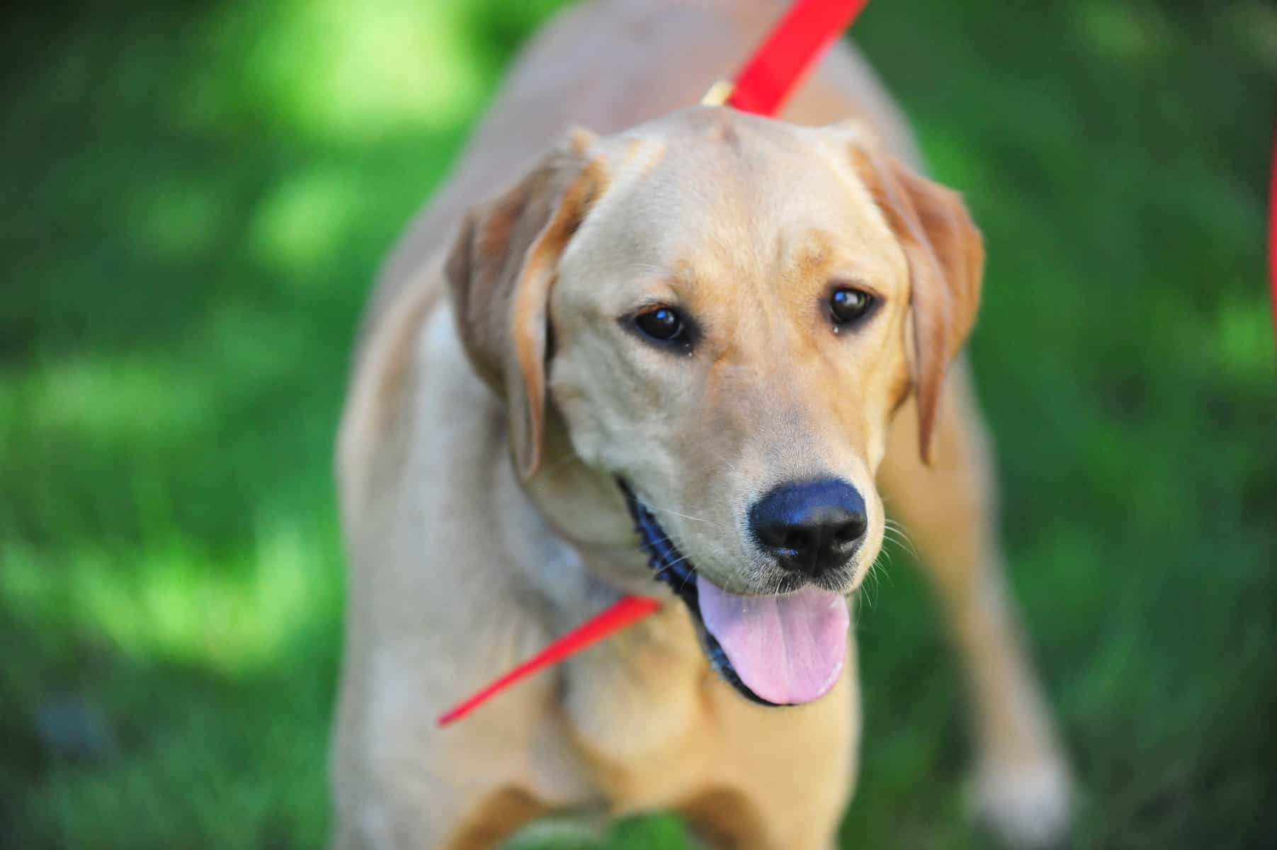 labrador retriever apartment living