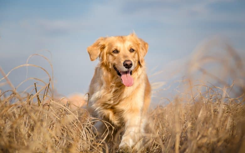 Perro Golden retriever corriendo al aire libre