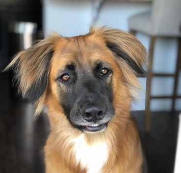 golden shepherd indoors