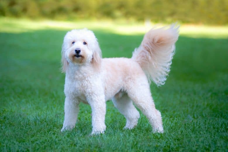 goldendoodle outdoors