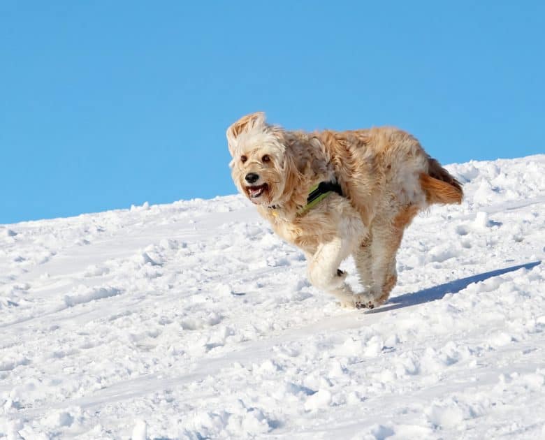 golden doodle playin on a hill top on a sunny winter day