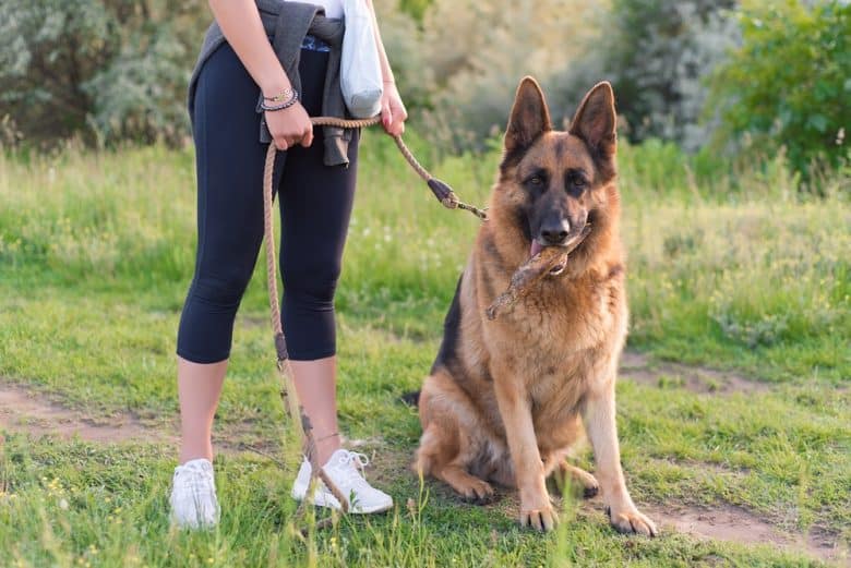 A leashed German Shepherd with its owner