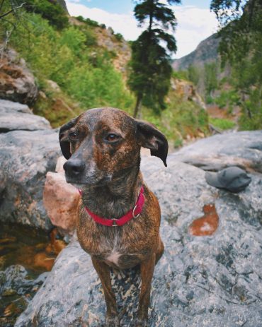 is dry food harmful to a mountain cur puppy