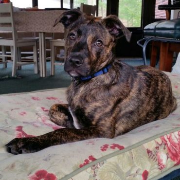 mountain cur coonhound mix