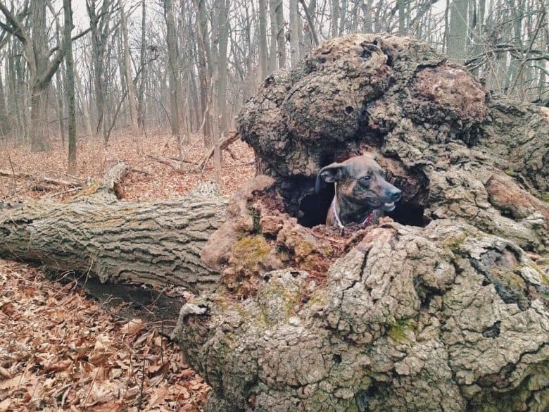 mountain cur hiding inside a fallen tree
